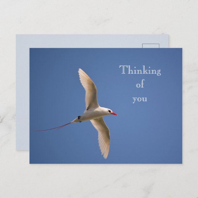 Carte Postale Kauai Hawaii Kilauea Tropicbird (Devant / Derrière)