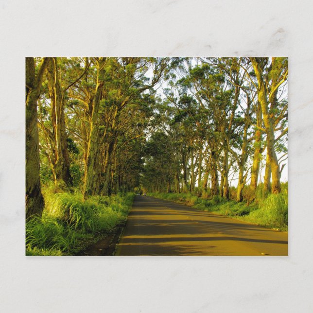 Carte Postale Kauai - La route de Poipu (Devant)