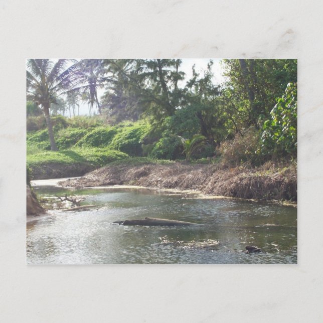 Carte postale Kauai Paradise (Devant)