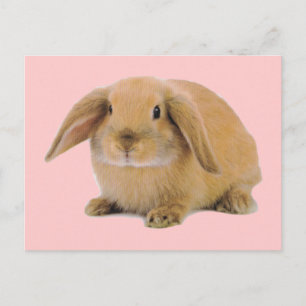 Carte Postale Kawaii Cute Lapin Lapin