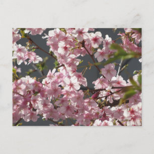 Carte Postale Kawazu-zakura (Fleur de cerisier) : Tokyo
