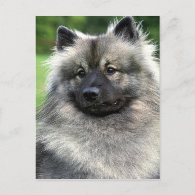 Carte Postale Keeshond (Devant)