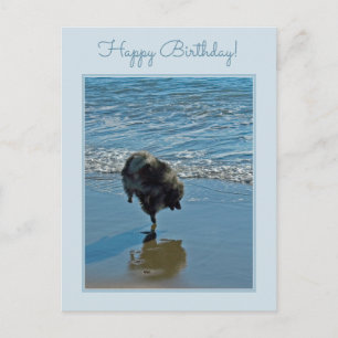 Carte Postale Keeshond Ballet Photographie - Joli chien d'origin