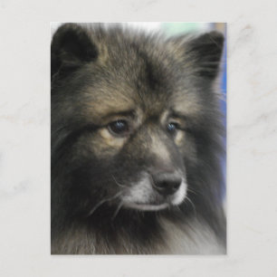 Carte postale Keeshond Dog