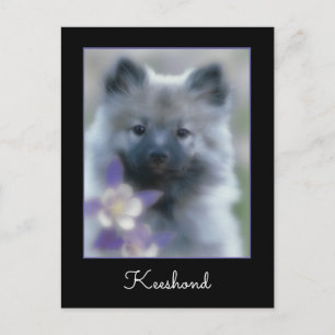 Carte Postale Keeshond et Columbine - Photo de chien