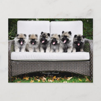 Carte Postale Keeshond puppies