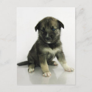 Carte Postale Keeshond Siberian Husky Crossbreed Puppy