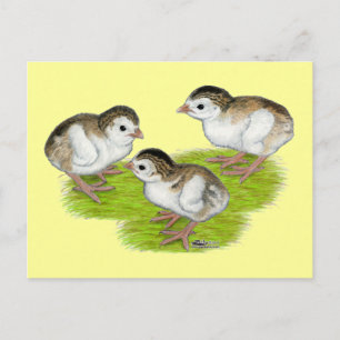 Carte Postale Keets de Guinée violets