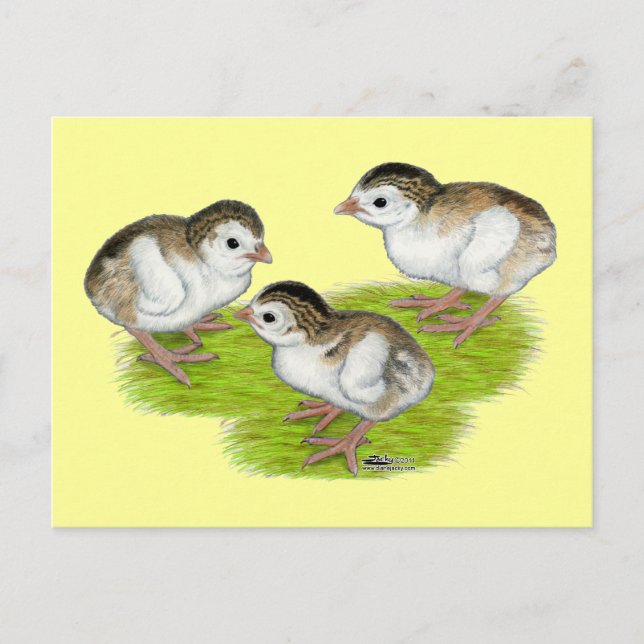 Carte Postale Keets de Guinée violets (Devant)