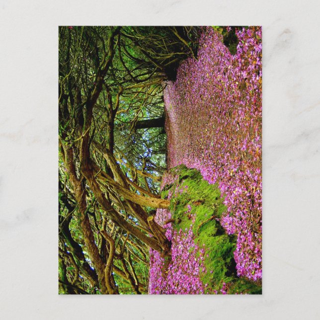 Carte Postale Kenmare Fairy Road (Devant)