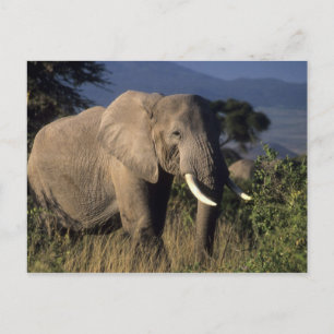 Carte Postale Kenya : Amboseli, éléphant d'Afrique mâle