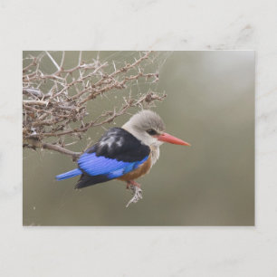 Carte Postale Kenya. Gros plan du martin pêcheur à tête grise