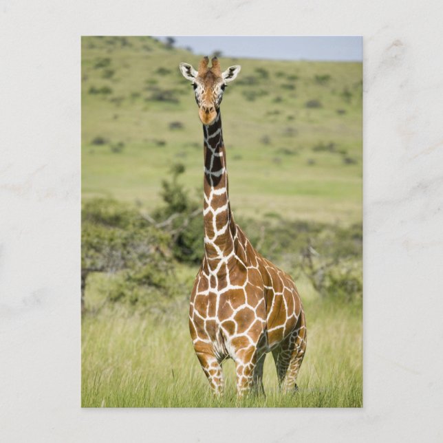 Carte Postale Kenya, Lewa Conservancy, Masai Giraffe debout (Devant)