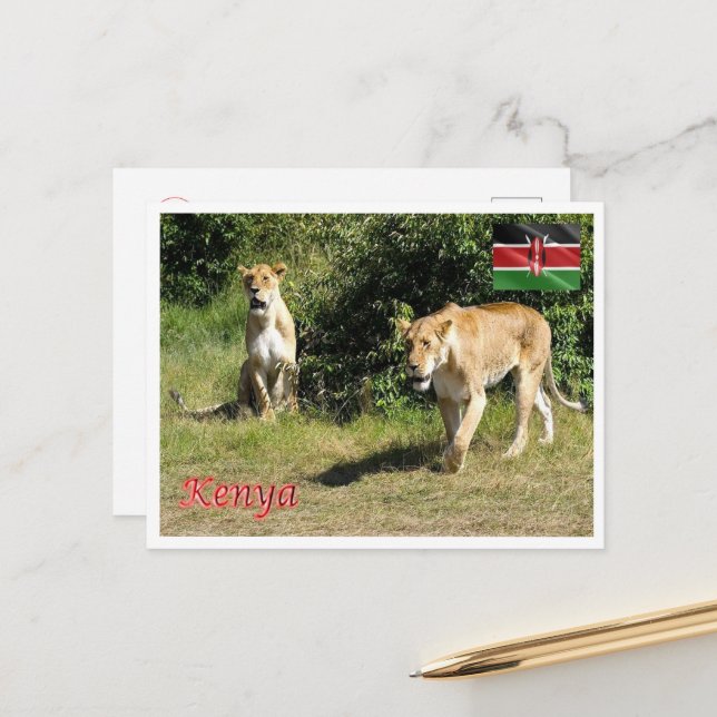 Carte Postale Kenya - Lionesses - (Devant/Arrière en situation)