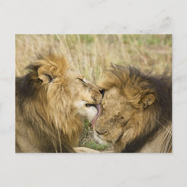 Carte Postale Kenya, Masai Mara (Devant)