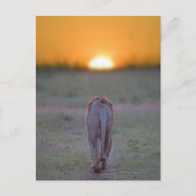 Carte Postale Kenya, Masai Mara (Devant)