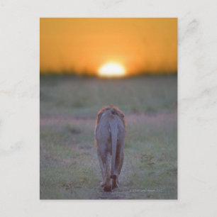 Carte Postale Kenya, Masai Mara