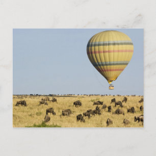 Carte Postale Kenya, Masai Mara. Les touristes font un tour en m