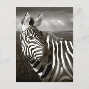 Carte Postale Kenya. Noir et blanc de zèbre et plaine.