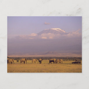 Carte Postale Kenya : parc national d'Amboseli, Éléphants
