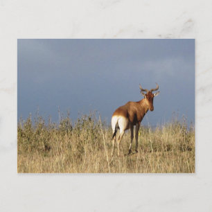 Carte Postale Kenya - Parc national de Nairobi