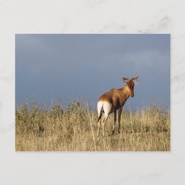 Carte Postale Kenya - Parc national de Nairobi (Devant)