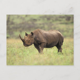 Carte Postale Kenya, parc national de Nairobi. Rhinocéros noir