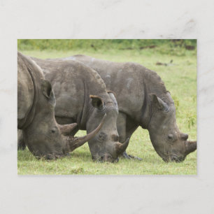 Carte Postale Kenya, parc national du lac Nakuru. Trois rhinocér