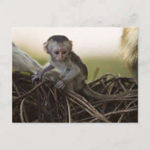 Carte Postale Kenya, réserve de gibier de Samburu. Singe Vervet