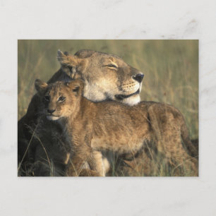 Carte Postale Kenya, réserve de gibier Masai Mara, lionne