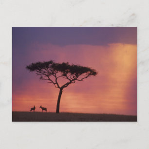 Carte Postale Kenya : Réserve nationale du Masai Mara, Coucher d