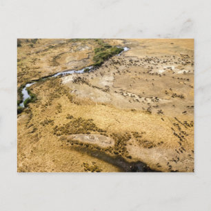 Carte Postale Kenya : Réserve nationale du Masai Mara, Mara