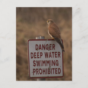 Carte Postale Kestrel