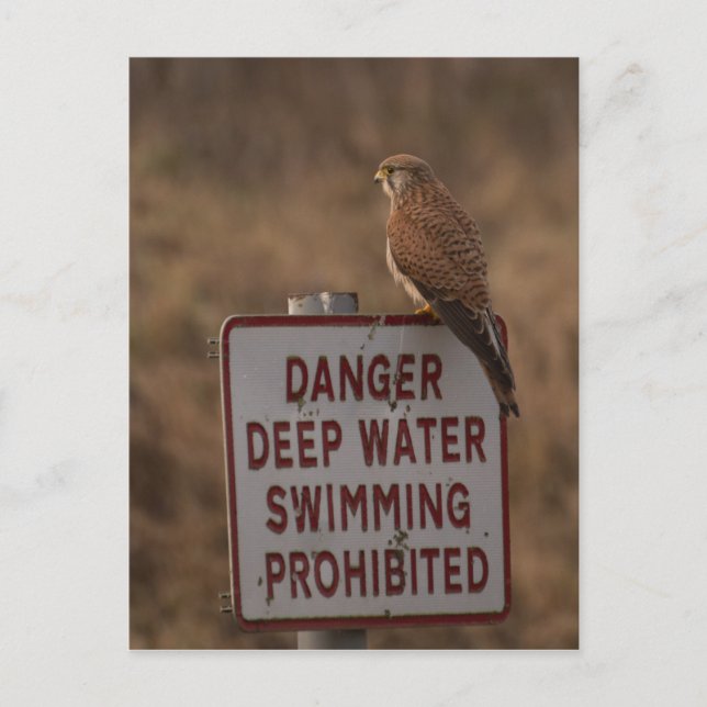 Carte Postale Kestrel (Devant)