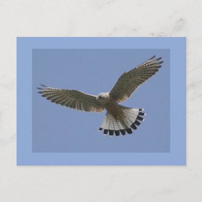 Carte Postale Kestrel (Devant)