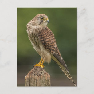 Carte Postale Kestrel