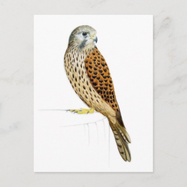 Carte Postale Kestrel 2011 (Devant)