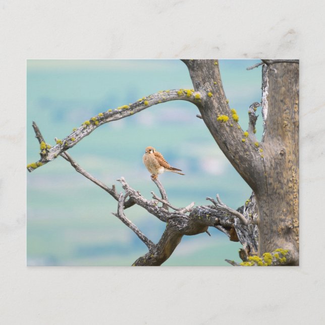 Carte Postale Kestrel américain (Devant)