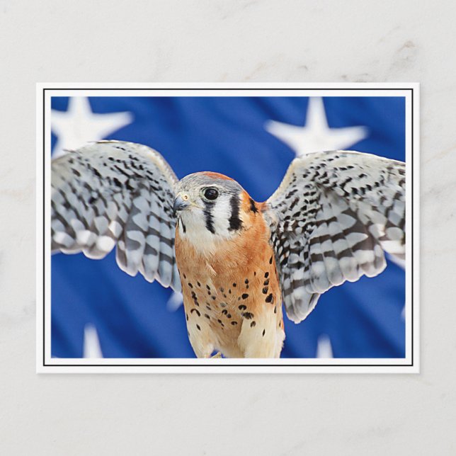 Carte Postale Kestrel américain (Devant)