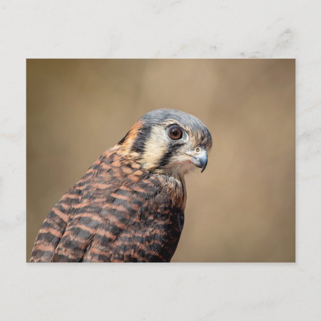 Carte Postale Kestrel américain (Devant)