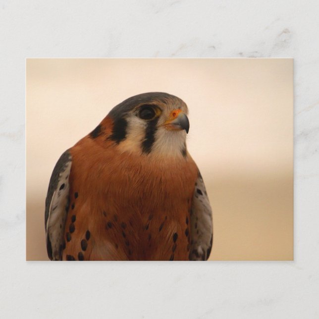 Carte Postale Kestrel américain (Devant)