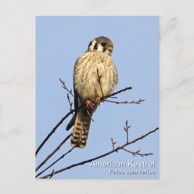 Carte Postale Kestrel américain (Devant)