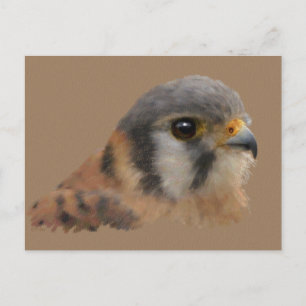 Carte Postale Kestrel américain