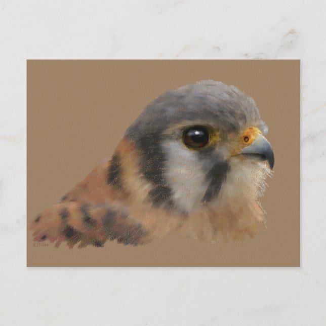 Carte Postale Kestrel américain (Devant)