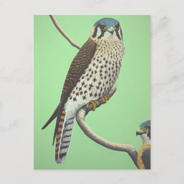 Carte Postale Kestrel américain (Devant)