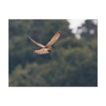 Kestrel commun planant à la recherche de proies