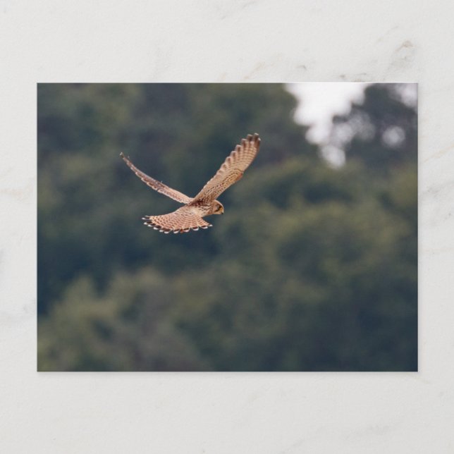 Carte Postale Kestrel commun planant à la recherche de proies (Devant)
