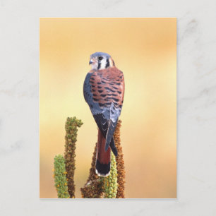 Carte Postale Kestrel, Falco sparverius, Native de US & Canada