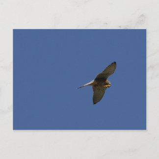Carte Postale Kestrel, Turmfalke, falco tinnunculus