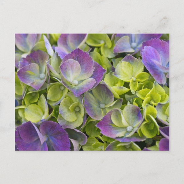 Carte Postale Keukenhof Garden Hydrangea (Devant)